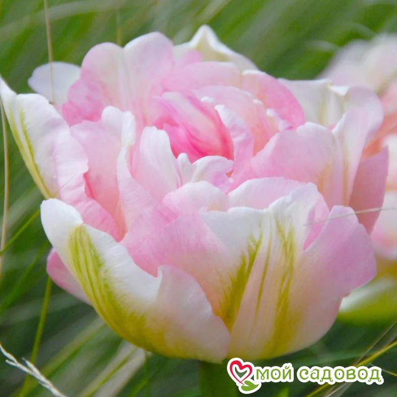 Тюльпан махровый Анжелика