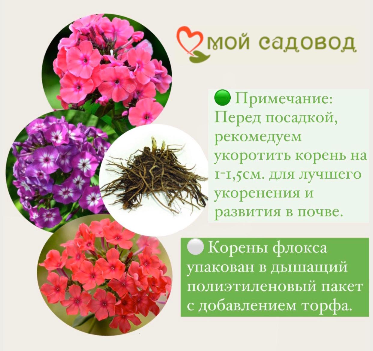 Флокс метельчатый Надя