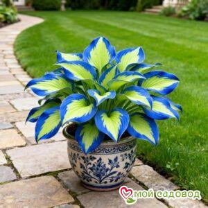 Хоста Синяя Гавань