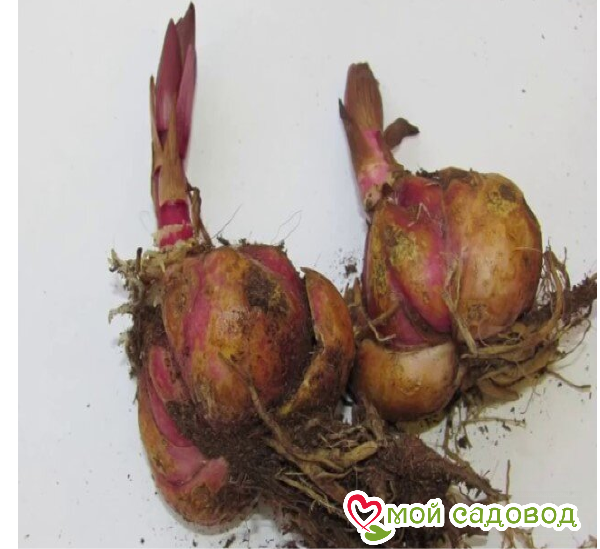 Лилия Гранд Гала